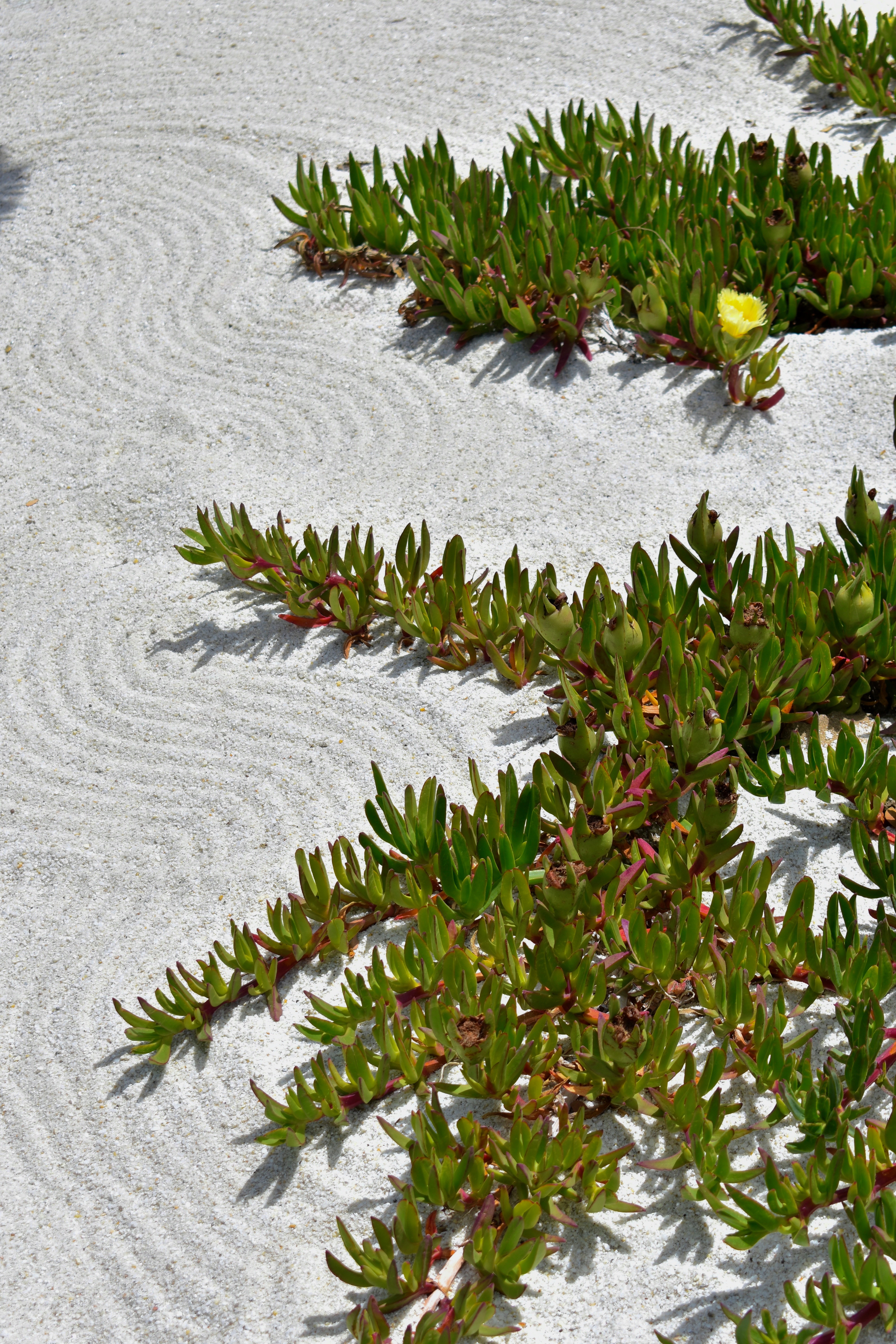 Asilomar Backyard